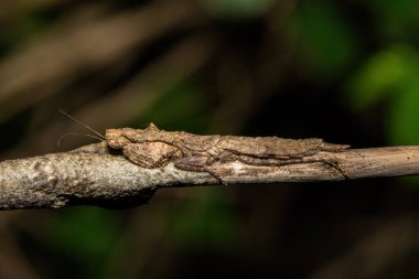 Güzel bir dişi peygamber devesi havlaması (Tarachodes sp.) Güney Afrika 'nın KwaZulu-Natal kentindeki bir kıyı ormanında kamuflajını gösteriyor.