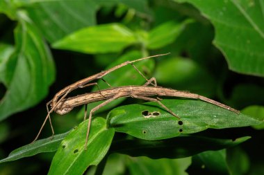 Güzel bir pembe kanatlı sopa çekirgesi (Sipyloidea sipylus), aynı zamanda Madagaskar sopa çekirgesi olarak da bilinir, Güney Afrika 'nın KwaZulu-Natal kentindeki bir kıyı ormanında çiftleşir.
