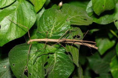 Güzel bir pembe kanatlı sopa çekirgesi (Sipyloidea sipylus), aynı zamanda Madagaskar sopa çekirgesi olarak da bilinir, Güney Afrika 'nın KwaZulu-Natal kentindeki bir kıyı ormanında çiftleşir.