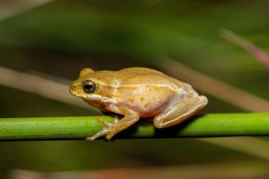 Tatlı boyalı kamış kurbağası (Hyperolius marmoratus taeniatus), St. Lucia, Güney Afrika 'da bir sulak arazide mermer kamış kurbağası olarak da bilinir.