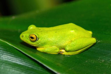 Göz kamaştırıcı yeşil Tinker Reed Kurbağası (Hyperolius tuberilinguis) yoğun bitki örtüsünün üzerinde, atlamaya hazır. St. Lucia, KwaZulu-Natal, Güney Afrika