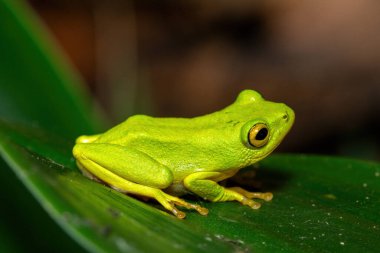 Göz kamaştırıcı yeşil Tinker Reed Kurbağası (Hyperolius tuberilinguis) yoğun bitki örtüsünün üzerinde, atlamaya hazır. St. Lucia, KwaZulu-Natal, Güney Afrika