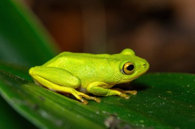 Göz kamaştırıcı yeşil Tinker Reed Kurbağası (Hyperolius tuberilinguis) yoğun bitki örtüsünün üzerinde, atlamaya hazır. St. Lucia, KwaZulu-Natal, Güney Afrika