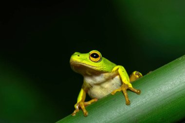 Göz kamaştırıcı yeşil Tinker Reed Kurbağası (Hyperolius tuberilinguis) yoğun bitki örtüsünün üzerinde, atlamaya hazır. St. Lucia, KwaZulu-Natal, Güney Afrika