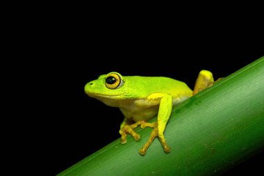 A gorgeous green Tinker Reed Frog (Hyperolius tuberilinguis) perched on dense vegetation, ready to jump. St Lucia, KwaZulu-Natal, South Africa. Against a black background