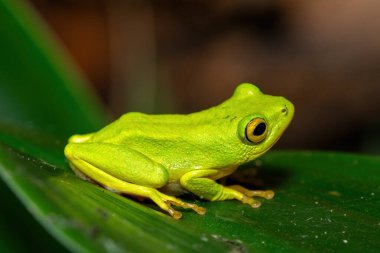 Göz kamaştırıcı yeşil Tinker Reed Kurbağası (Hyperolius tuberilinguis) yoğun bitki örtüsünün üzerinde, atlamaya hazır. St. Lucia, KwaZulu-Natal, Güney Afrika