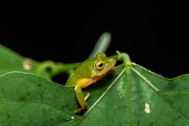 Göz kamaştırıcı yeşil Tinker Reed Kurbağası (Hyperolius tuberilinguis) yoğun bitki örtüsünün üzerinde, atlamaya hazır. St. Lucia, KwaZulu-Natal, Güney Afrika