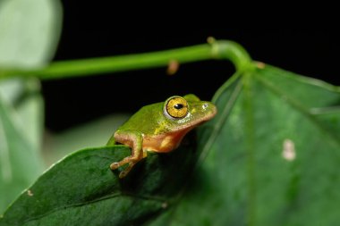 Göz kamaştırıcı yeşil Tinker Reed Kurbağası (Hyperolius tuberilinguis) yoğun bitki örtüsünün üzerinde, atlamaya hazır. St. Lucia, KwaZulu-Natal, Güney Afrika