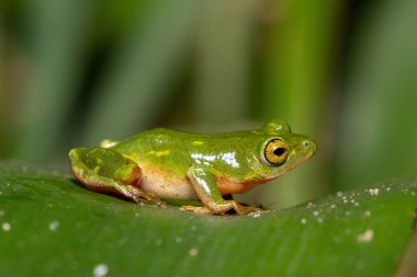 Göz kamaştırıcı yeşil Tinker Reed Kurbağası (Hyperolius tuberilinguis) yoğun bitki örtüsünün üzerinde, atlamaya hazır. St. Lucia, KwaZulu-Natal, Güney Afrika