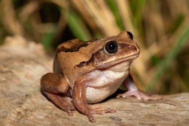 Güney Afrika 'nın St. Lucia kentindeki bir sahil ormanında, güzel bir kahverengi sırtlı ağaç kurbağası (Leptopelis mossambicus), ayrıca Mozambik ağaç kurbağası veya Mossambique ormanı olarak da bilinir.