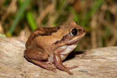 Güney Afrika 'nın St. Lucia kentindeki bir sahil ormanında, güzel bir kahverengi sırtlı ağaç kurbağası (Leptopelis mossambicus), ayrıca Mozambik ağaç kurbağası veya Mossambique ormanı olarak da bilinir.