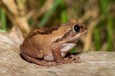 Güney Afrika 'nın St. Lucia kentindeki bir sahil ormanında, güzel bir kahverengi sırtlı ağaç kurbağası (Leptopelis mossambicus), ayrıca Mozambik ağaç kurbağası veya Mossambique ormanı olarak da bilinir.