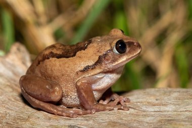 Güney Afrika 'nın St. Lucia kentindeki bir sahil ormanında, güzel bir kahverengi sırtlı ağaç kurbağası (Leptopelis mossambicus), ayrıca Mozambik ağaç kurbağası veya Mossambique ormanı olarak da bilinir.