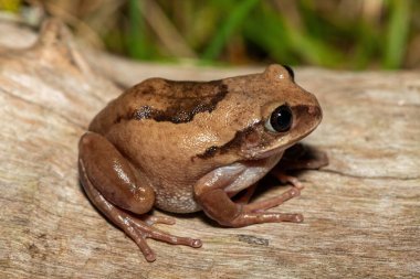 Güney Afrika 'nın St. Lucia kentindeki bir sahil ormanında, güzel bir kahverengi sırtlı ağaç kurbağası (Leptopelis mossambicus), ayrıca Mozambik ağaç kurbağası veya Mossambique ormanı olarak da bilinir.