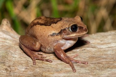 Güney Afrika 'nın St. Lucia kentindeki bir sahil ormanında, güzel bir kahverengi sırtlı ağaç kurbağası (Leptopelis mossambicus), ayrıca Mozambik ağaç kurbağası veya Mossambique ormanı olarak da bilinir.