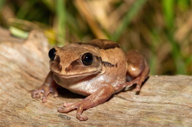 Güney Afrika 'nın St. Lucia kentindeki bir sahil ormanında, güzel bir kahverengi sırtlı ağaç kurbağası (Leptopelis mossambicus), ayrıca Mozambik ağaç kurbağası veya Mossambique ormanı olarak da bilinir.