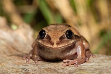 Güney Afrika 'nın St. Lucia kentindeki bir sahil ormanında, güzel bir kahverengi sırtlı ağaç kurbağası (Leptopelis mossambicus), ayrıca Mozambik ağaç kurbağası veya Mossambique ormanı olarak da bilinir.
