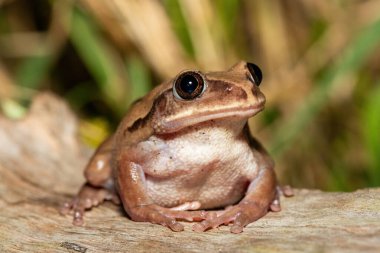 Güney Afrika 'nın St. Lucia kentindeki bir sahil ormanında, güzel bir kahverengi sırtlı ağaç kurbağası (Leptopelis mossambicus), ayrıca Mozambik ağaç kurbağası veya Mossambique ormanı olarak da bilinir.