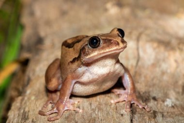 Güney Afrika 'nın St. Lucia kentindeki bir sahil ormanında, güzel bir kahverengi sırtlı ağaç kurbağası (Leptopelis mossambicus), ayrıca Mozambik ağaç kurbağası veya Mossambique ormanı olarak da bilinir.