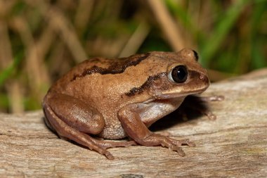 Güney Afrika 'nın St. Lucia kentindeki bir sahil ormanında, güzel bir kahverengi sırtlı ağaç kurbağası (Leptopelis mossambicus), ayrıca Mozambik ağaç kurbağası veya Mossambique ormanı olarak da bilinir.
