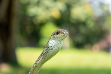 Ağaç yılanı ya da Afrika ağaç yılanı olarak da bilinen savunma amaçlı dişi bumburtunun (Dispholidus typus) yakın çekimi. Afrikalılar utangaç ama zehirli yılanlar.