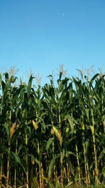 Mısır tarlasında mısır bitkileri, mavi gökyüzü arka planı. Seçilene odaklan