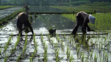 Şapkalı iki çiftçinin siluetleri pirinç tarlasına pirinç ekiyor. Seçilene odaklan
