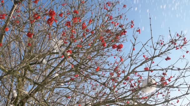在积雪覆盖的森林附近 冬青灌木上有红色的浆果 — 图库视频影像