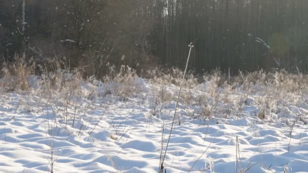 Człowiek Fitness Nagim Tułowiem Biegnie Przez Zaśnieżoną Dolinę Zimowym Polu — Wideo stockowe