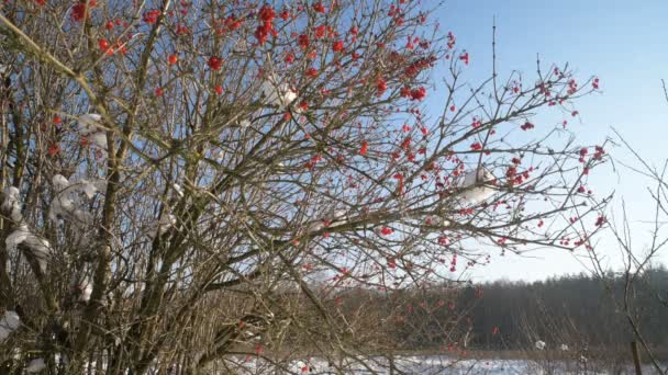 Czerwone Jagody Krzewie Viburnum Zimą Pobliżu Lasu Którym Pada Śnieg — Wideo stockowe