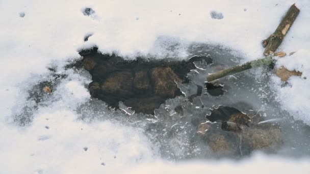 Παγόβουνο Νερό Τάφρου Ποταμός Ρέει Κάτω Από Τον Πάγο Χειμώνα — Αρχείο Βίντεο