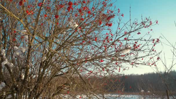 Bagas Vermelhas Arbusto Viburnum Inverno Perto Floresta Que Neve Cai — Vídeo de Stock