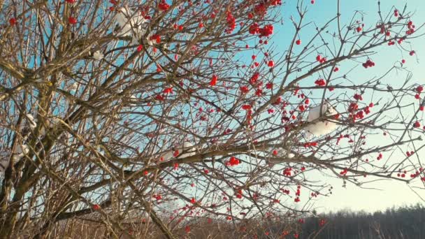 Bagas Vermelhas Arbusto Viburnum Inverno Perto Floresta Que Neve Cai — Vídeo de Stock