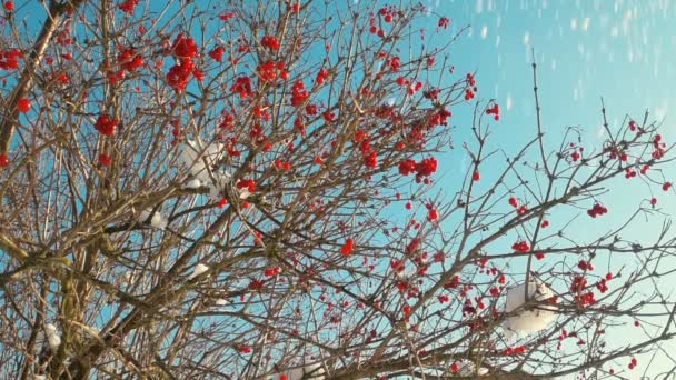 在积雪覆盖的森林附近 冬青灌木上有红色的浆果 — 图库视频影像