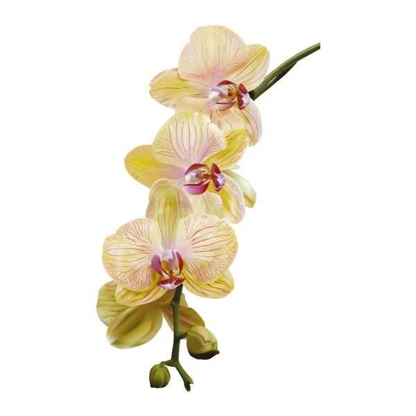 Sarı orkide çiçek