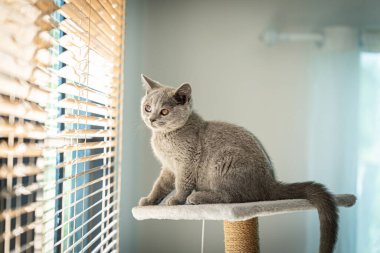 Gri bir kedi pencerenin yanındaki bir tırmalama direğinde oturuyor. Kedi pencereden dışarı bakıyor, muhtemelen kuşları ya da dışarıdaki diğer hayvanları izliyor. Sahne huzurlu ve sakin.