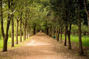Mexico City'de bir parkta ağaç yolu. Bir nokta perspektifi