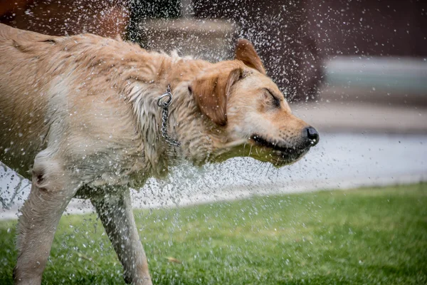 Kendini kurutmak için su sallayarak ıslatılmış Labrador retriever