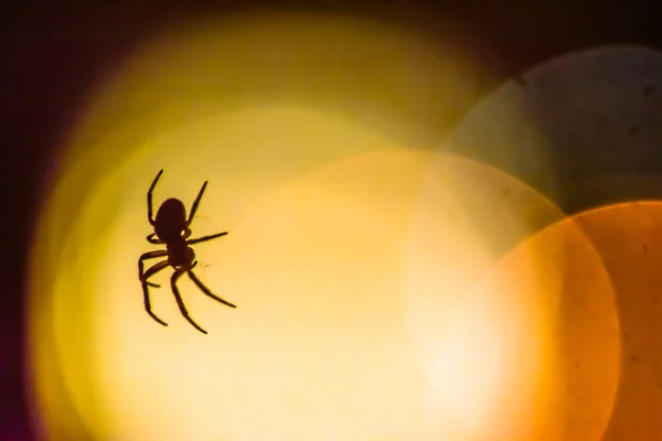 Hämähäkki siluetti vastaan bokeh valot — kuvapankkivalokuva