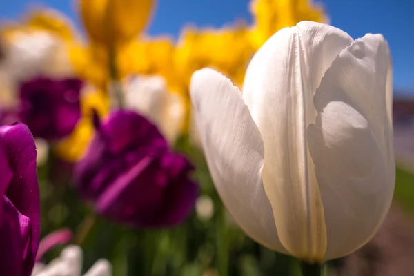 White tulip growing outdoors in a spring garden