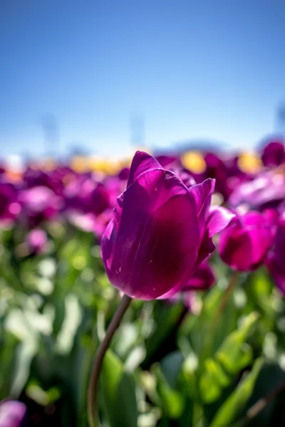 Baharı sembolize en güzel bahçede taze mor lale