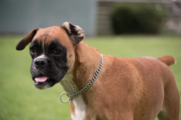 Boxer Köpek ayakta bahçesinde kamera karşı karşıya