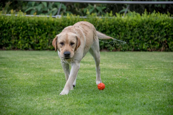 ıslak Labrador retreiver çimenlerin üzerinde