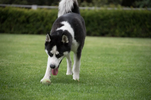 Siberian dış yapraklar bahçede çalışırken dondurulmuş