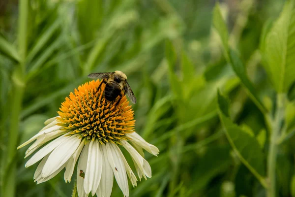 Beyaz çiçekli küçük tomurcuklanma bitkinin yakın çekim