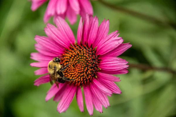 Bumble abeja en una flor de equinácea —  Fotos de Stock