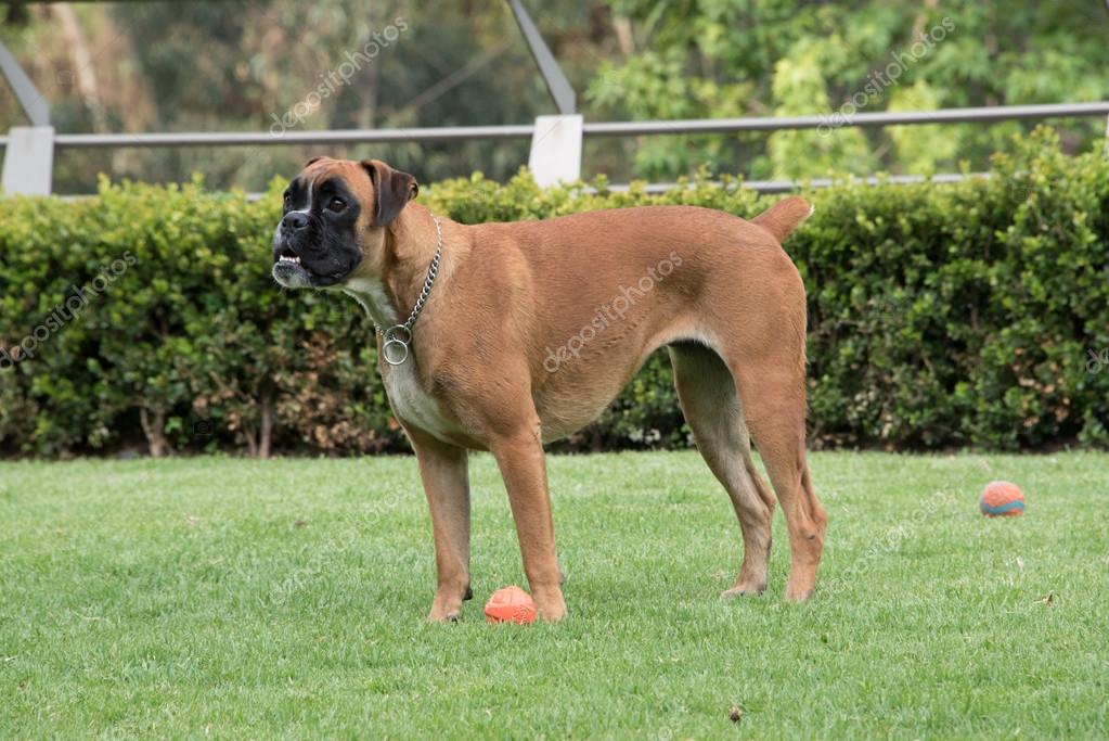 Boxer dog standing in yard — Stock Photo © arqramos 116394722