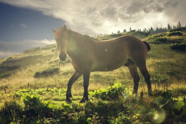Dağ manzarası arka plan üzerinde at