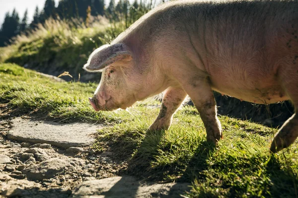 Velké, růžové prase — Stock fotografie