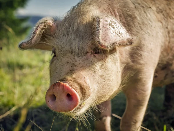 Muselière de porc, gros plan — Photo